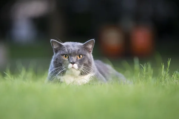 Šedá kočka v trávě — Stock fotografie