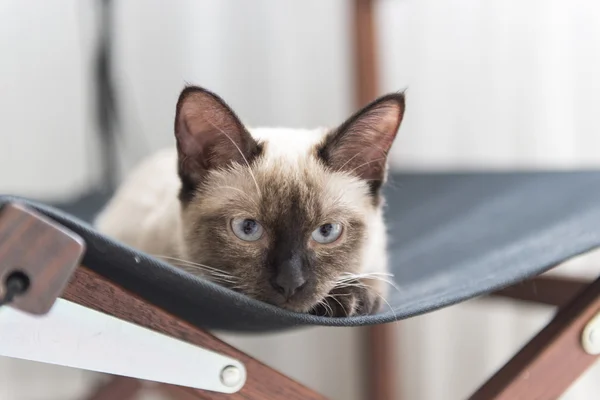 かわいいシャム猫 — ストック写真