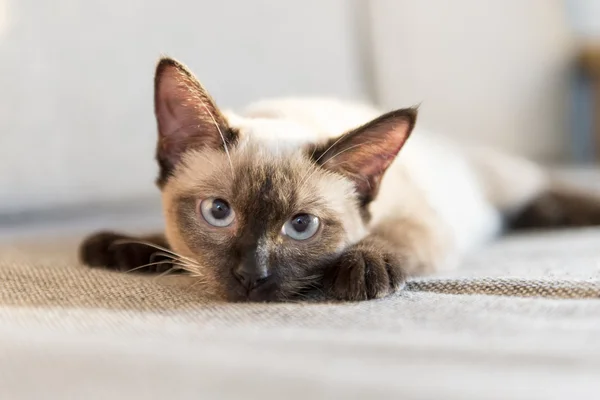 かわいいシャム猫 — ストック写真