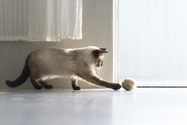 Şirin Siyam kedisi — Stok fotoğraf