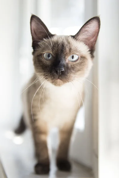 The cute Siamese cat — Stock Photo, Image
