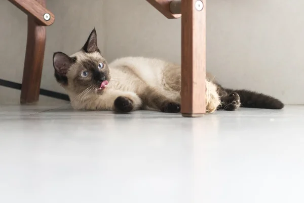 El lindo gato siamés — Foto de Stock