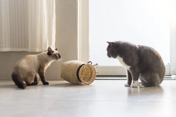 Gato siamês e gato de curta distância — Fotografia de Stock