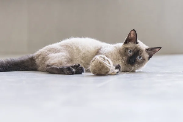O gato siamês bonito — Fotografia de Stock