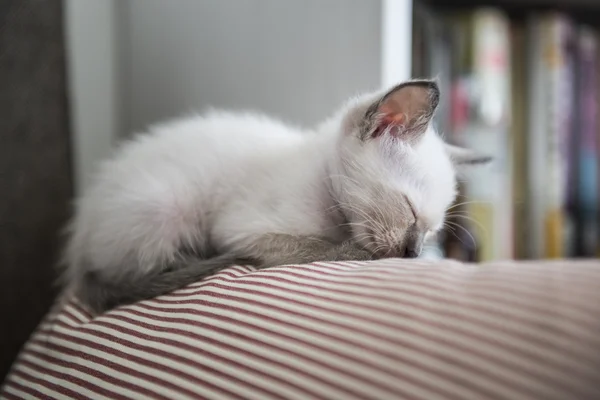 Милі сіамські котячі кошенята — стокове фото