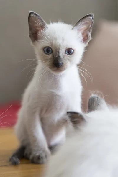 Lindo gato siamés gatitos —  Fotos de Stock