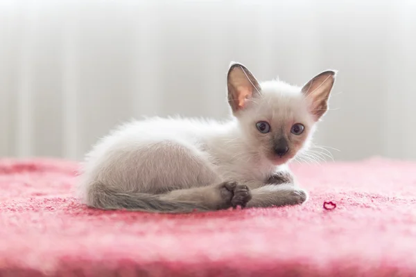 可爱的暹罗猫小猫 — 图库照片