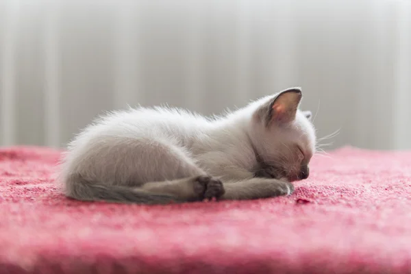 Gatinhos de gato siameses bonitos — Fotografia de Stock