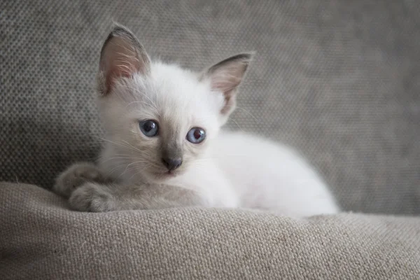 Lindo gato siamés gatitos — Foto de Stock