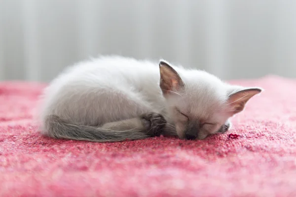 可愛いシャム猫の子猫 — ストック写真