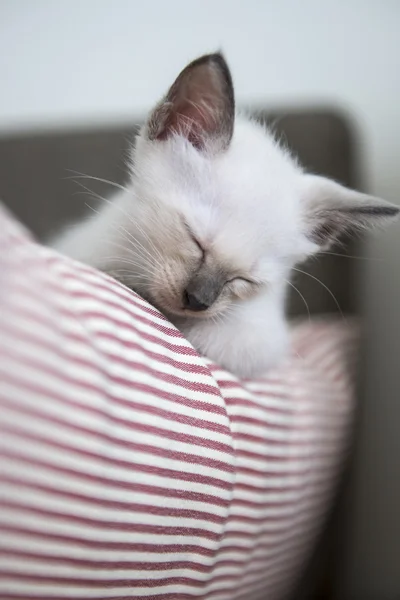 귀여운 샴 고양이 새끼 고양이 — 스톡 사진