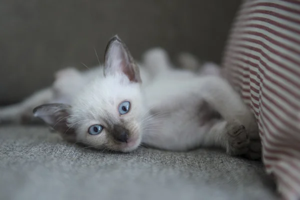 Şirin Siyam kedi yavru kedi — Stok fotoğraf