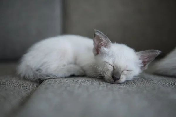 Cute Siamese cat kittens — Stock Photo, Image