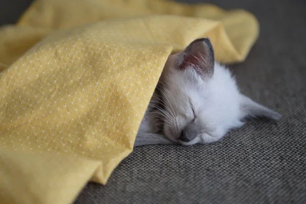 Lindo gato siamés gatitos — Foto de Stock