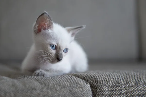 Cute Siamese cat kittens — Stock Photo, Image