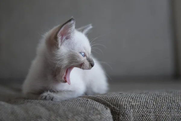 Симпатичные сиамские котята — стоковое фото
