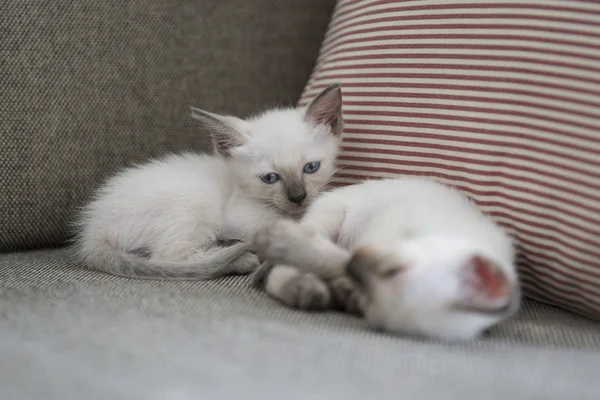 Lindo gato siamés gatitos —  Fotos de Stock