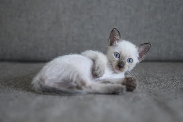 可爱的暹罗猫小猫 — 图库照片