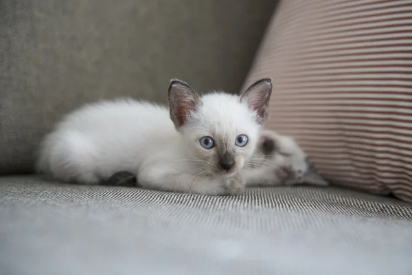 Ładny kot syjamski kociątka — Zdjęcie stockowe