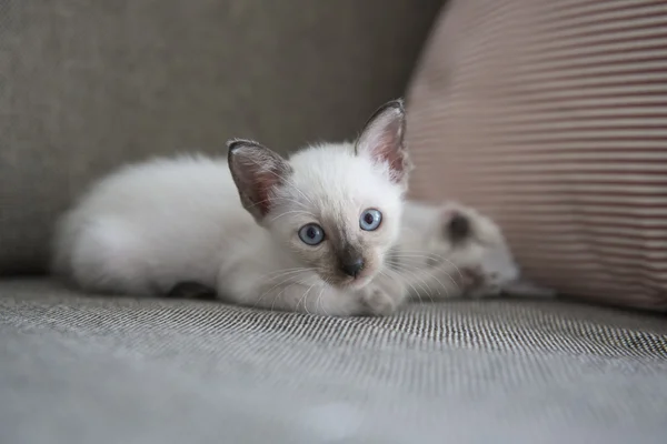 Gatinhos de gato siameses bonitos — Fotografia de Stock