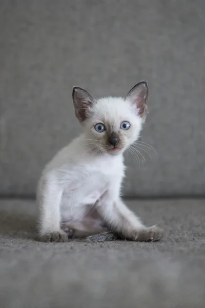 Aranyos Sziámi macska kiscicák — Stock Fotó