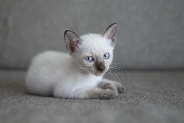 可爱的暹罗猫小猫 — 图库照片
