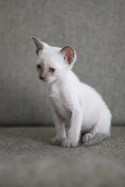 Gatinhos de gato siameses bonitos — Fotografia de Stock