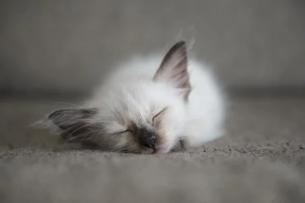 Cute Siamese cat kittens — Stock Photo, Image