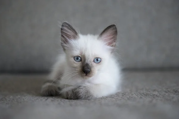 可愛いシャム猫の子猫 — ストック写真