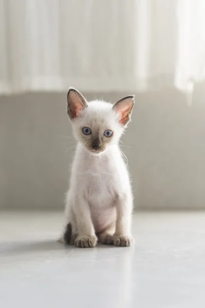 Lindo gato siamés gatitos —  Fotos de Stock