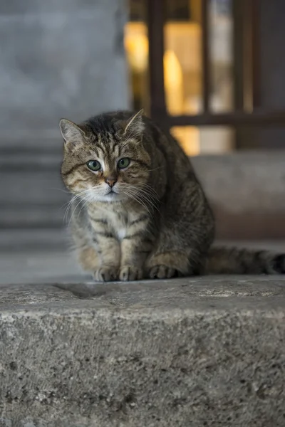 那只猫，采取在圣索菲亚大教堂 — 图库照片