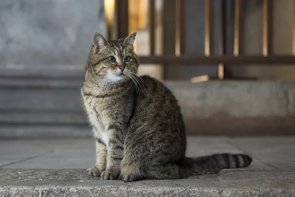 O gato, levado na Hagia Sophia — Fotografia de Stock