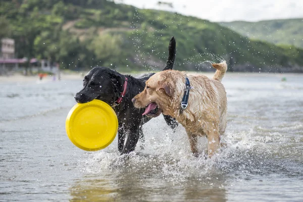 Labrador Retriever in un gioco di Frisbee — Foto Stock