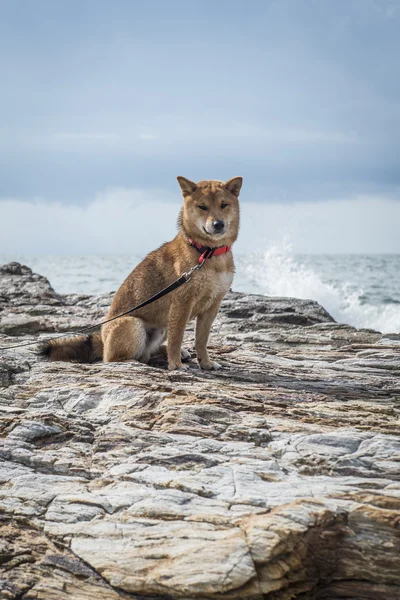 Shiba Inu su una roccia all'aperto — Foto Stock