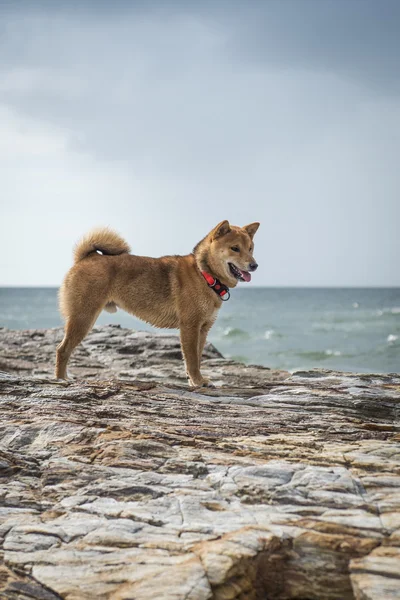 Shiba Inu em uma rocha ao ar livre — Fotografia de Stock