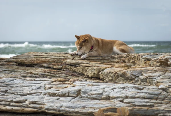 柴犬屋外の岩の上 — ストック写真