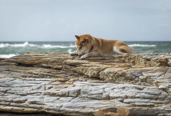 Shiba Inu em uma rocha ao ar livre — Fotografia de Stock