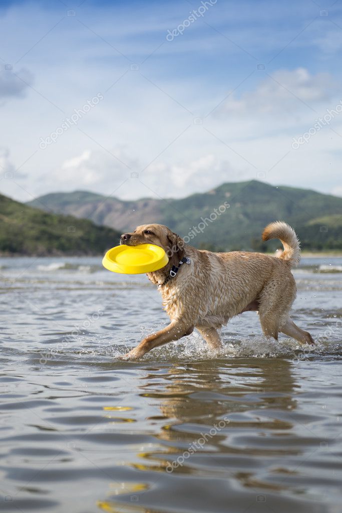 labrador frisbee