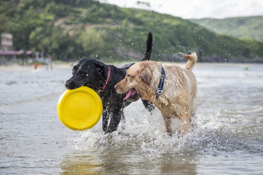 labrador frisbee