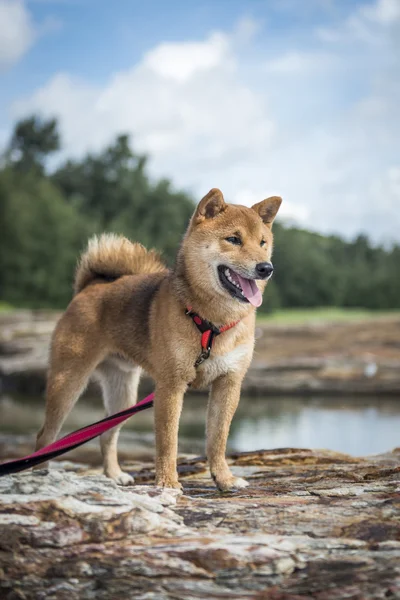 Shiba Inu em uma rocha ao ar livre — Fotografia de Stock