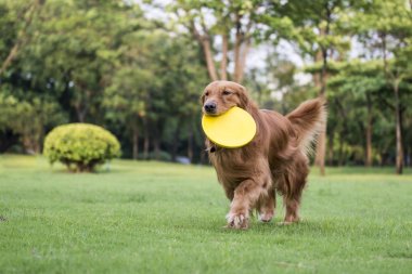 The golden retriever standing playing on the grass clipart