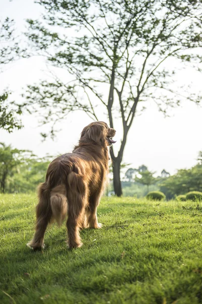 O golden retriever de pé na grama — Fotografia de Stock