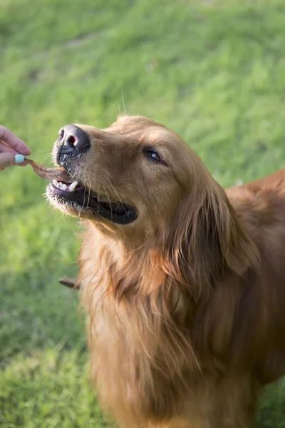 Vértes egy aranyos Golden Retriever — Stock Fotó