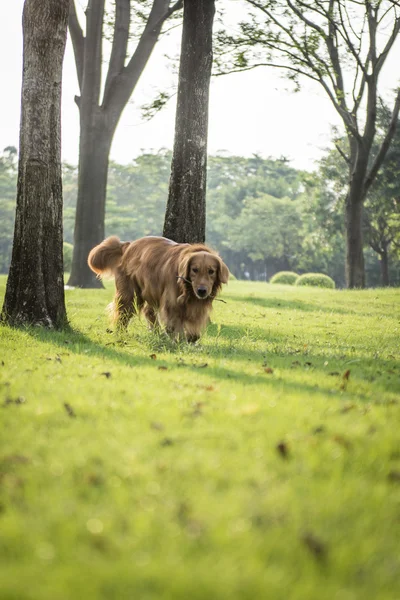 En golden retriever for en spasertur på gresset – stockfoto