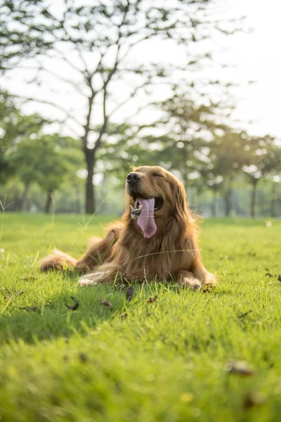金毛猎犬躺在草地上 — 图库照片