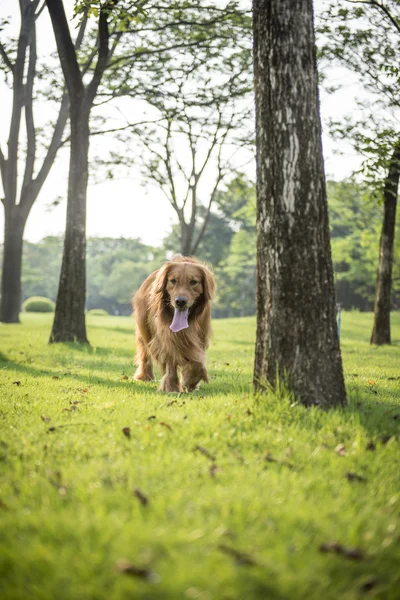 O golden retriever para um passeio na grama — Fotografia de Stock
