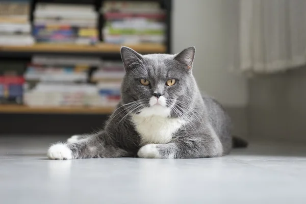 Yerde yatarken gri saçlı kedi — Stok fotoğraf