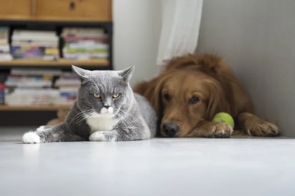 개와 고양이 붙 다 함께 — 스톡 사진