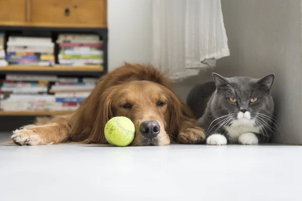 犬と猫が一緒に寄り添う — ストック写真