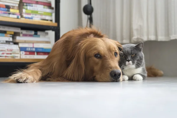 Hundar och katter gosa tillsammans — Stockfoto